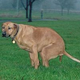 Illustration for article titled Israeli City Using DNA Testing to Fight Rampant Dog Poop Problems
